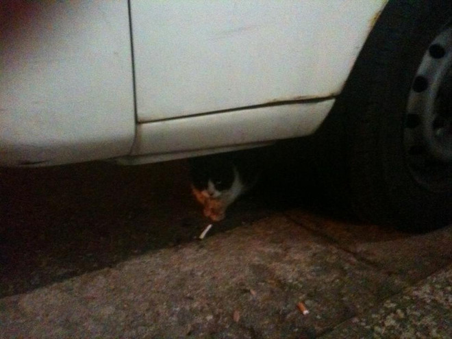 Vì sao ngày càng nhiều người Hàn Quốc nuôi mèo thay vì kết hôn? ảnh 3