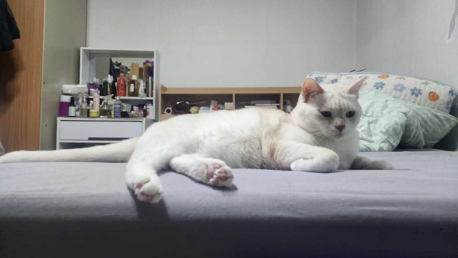 Vì sao ngày càng nhiều người Hàn Quốc nuôi mèo thay vì kết hôn? ảnh 1