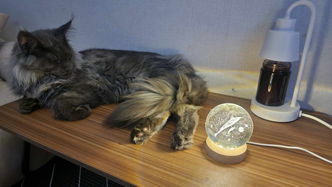 Vì sao ngày càng nhiều người Hàn Quốc nuôi mèo thay vì kết hôn? ảnh 2