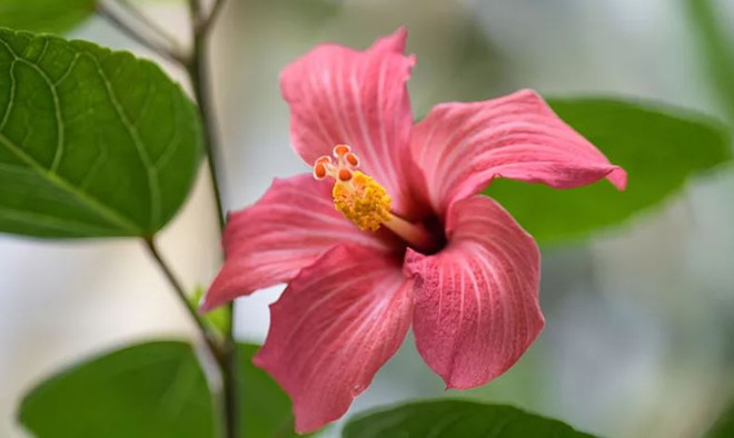 Hàng triệu loài thực vật chưa được định danh có nguy cơ tuyệt chủng ảnh 2