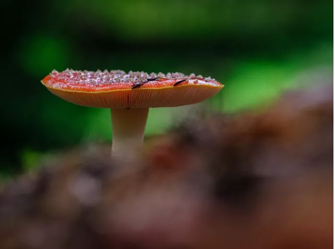 Hàng triệu loài thực vật chưa được định danh có nguy cơ tuyệt chủng ảnh 3