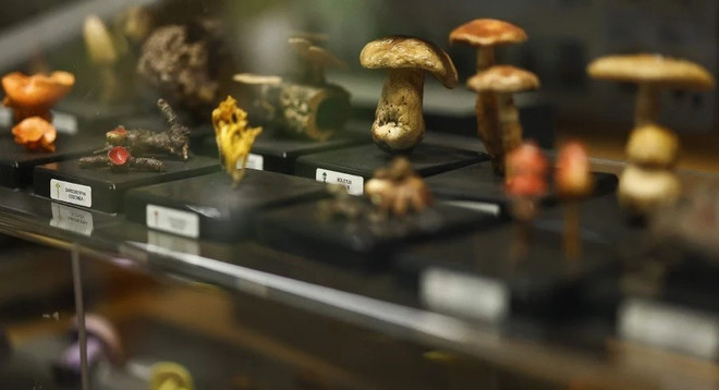 Hàng triệu loài thực vật chưa được định danh có nguy cơ tuyệt chủng ảnh 1