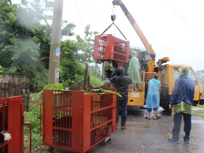 Thêm 7 cá thể gấu bị nuôi nhốt tại Quảng Ninh được “giải cứu” ảnh 1