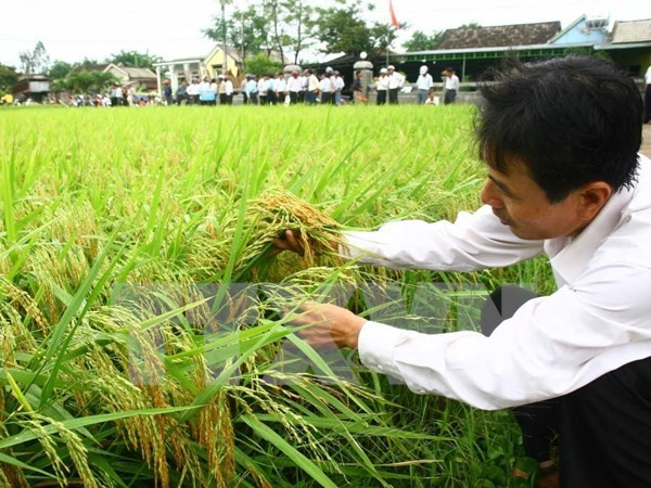 Ảnh minh họa. (Ảnh: Hồ Cầu/TTXVN) Tăng diện tích trồng lúa Thu Đông ở đồng bằng sông Cửu Long ảnh 1