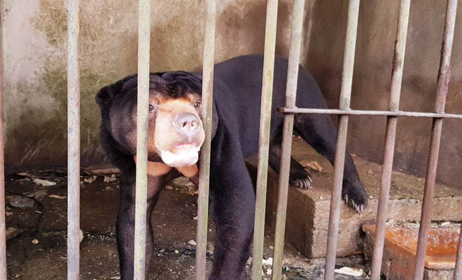 Cứu hộ cá thể gấu chó quý hiếm sau 15 năm bị nuôi nhốt làm cảnh ảnh 1