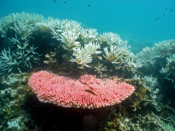 Pháp nêu bật vai trò của đại dương đối với điều hòa không khí ảnh 1