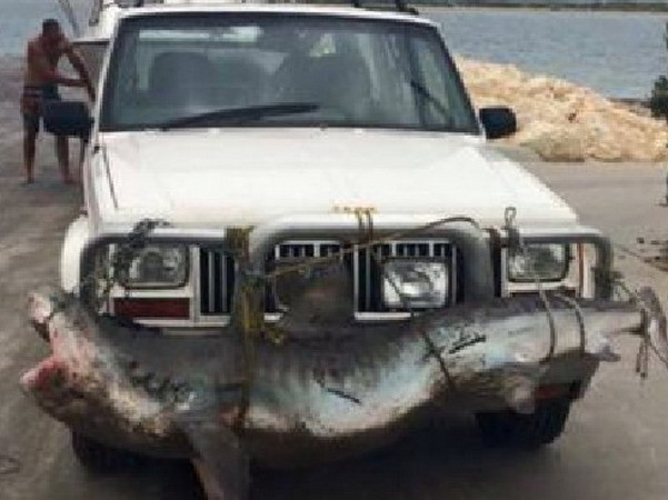 Chú cá mập “chu du” trên đường bộ tại khu vực Tây Australia ảnh 1