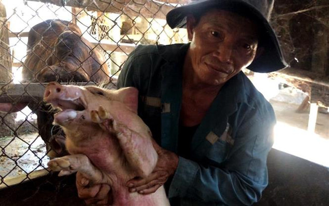 Thống kê số lợn có phản ứng, chết sau tiêm vaccine tả lợn châu Phi ảnh 1