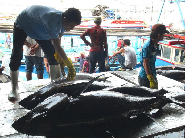 Mới vào vụ chính, giá cá ngừ đại dương ở Khánh Hòa đã giảm ảnh 1