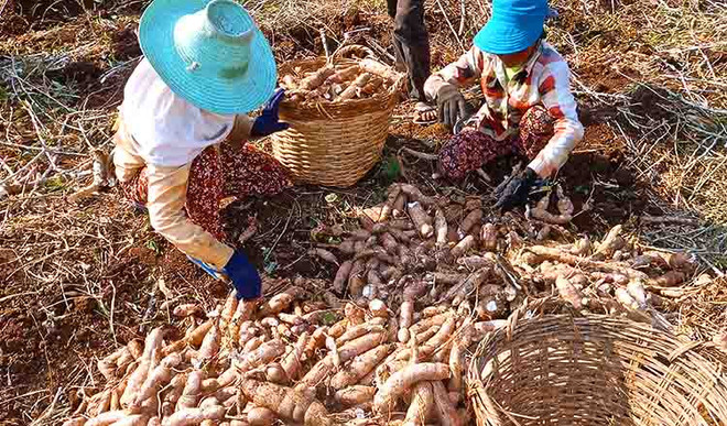 Sắn Campuchia xuất khẩu sang Thái Lan và Việt Nam đang được giá ảnh 1