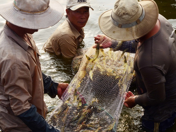 Vạch trần những thủ đoạn gian lận khi thu mua tôm tại Bạc Liêu ảnh 1