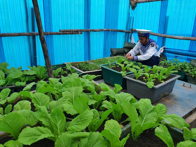 Những công viên màu xanh quý giá trên huyện đảo Trường Sa ảnh 3