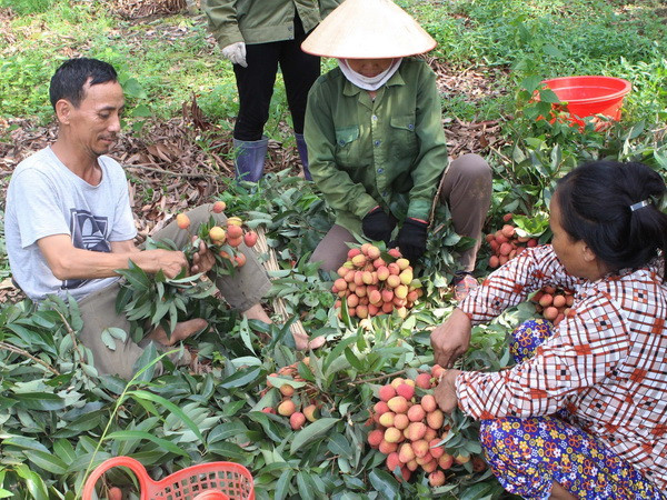 Khai mạc Tuần lễ vải thiều Lục Ngạn-Bắc Giang tại Hà Nội ảnh 1