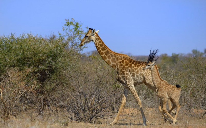 Ngỡ ngàng với chú hươu cao cổ có "mái tóc" giống ngôi sao nhạc rock ảnh 1