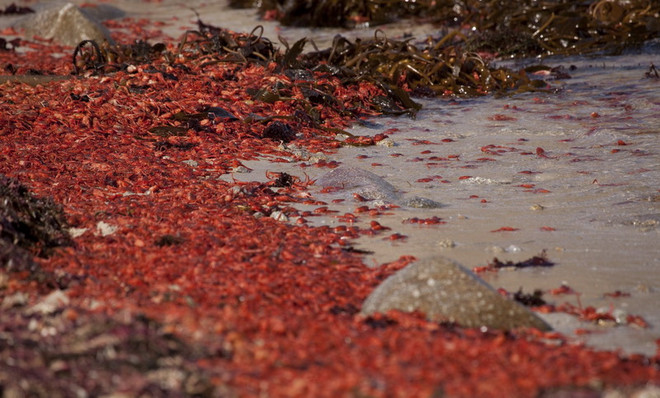 Hàng triệu con cua cá ngừ làm đỏ rực bờ biển tại California ảnh 1