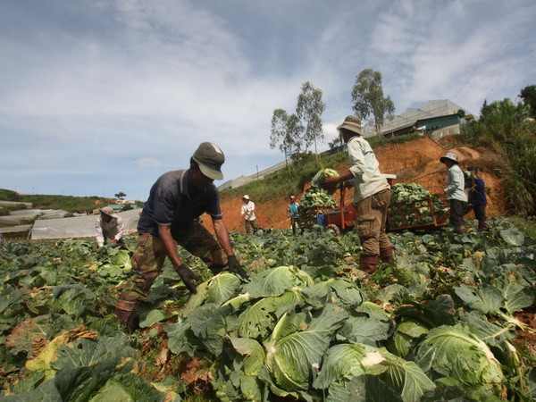 Rau xanh Đà Lạt tăng giá kỷ lục sau những trận mưa liên tục ảnh 1