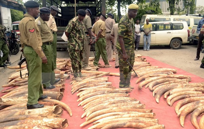 CITES bác bỏ đề xuất xóa bỏ hạn chế buôn bán ngà voi châu Phi ảnh 1