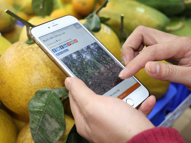 Đông Anh triển khai chuỗi sản xuất an toàn có truy xuất nguồn gốc ảnh 1