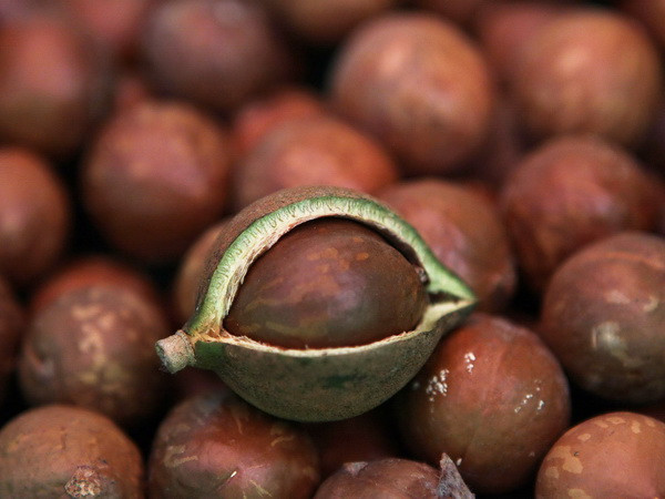 Cây mắcca đổi đời: Thiếu thận trọng sẽ đến "mất cả chì lẫn chài" ảnh 1