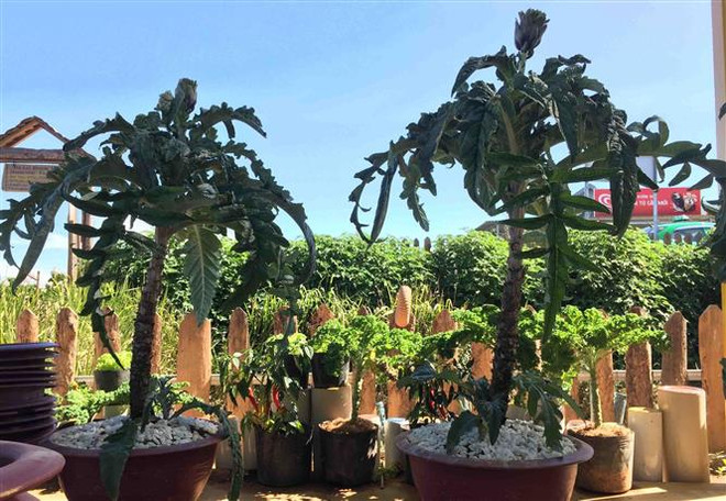 Việt Nam lần đầu đăng cai Lễ hội Bonsai và Suiseki châu Á-TBD ảnh 1