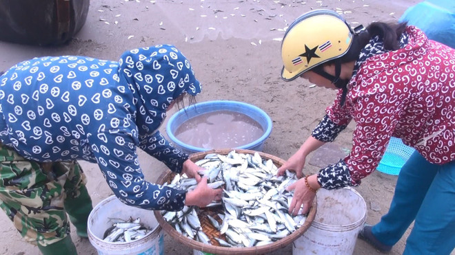 [Photo] Thanh Hóa: Ngư dân thành phố Sầm Sơn trúng đậm mùa cá trích ảnh 2