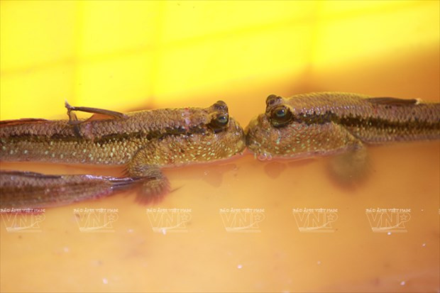 Tăng giá trị cho cá thòi lòi - loài cá đặc sản của tỉnh Cà Mau ảnh 1