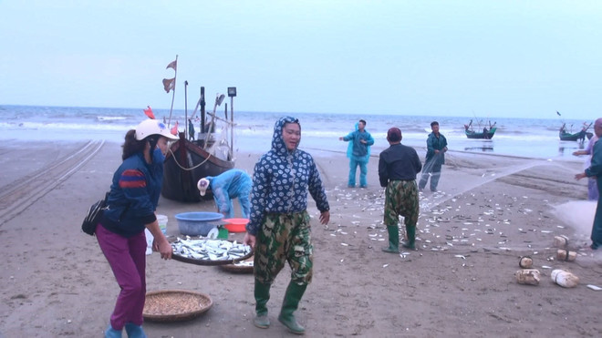 [Photo] Thanh Hóa: Ngư dân thành phố Sầm Sơn trúng đậm mùa cá trích ảnh 1