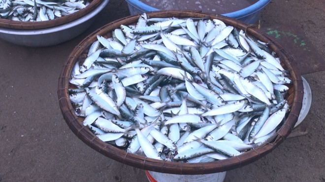 [Photo] Thanh Hóa: Ngư dân thành phố Sầm Sơn trúng đậm mùa cá trích ảnh 3