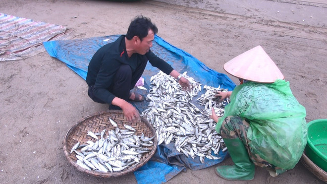 [Photo] Thanh Hóa: Ngư dân thành phố Sầm Sơn trúng đậm mùa cá trích ảnh 4
