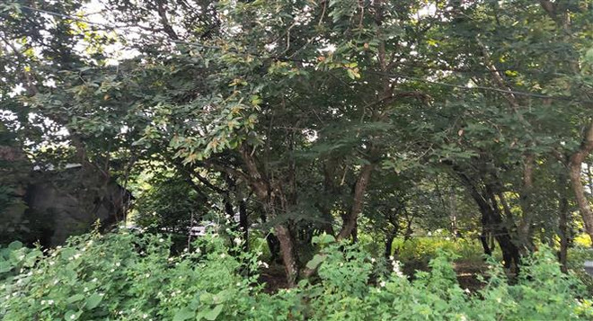 Cao Bằng: Phát triển thương hiệu đặc sản nổi tiếng hạt dẻ Trùng Khánh ảnh 2