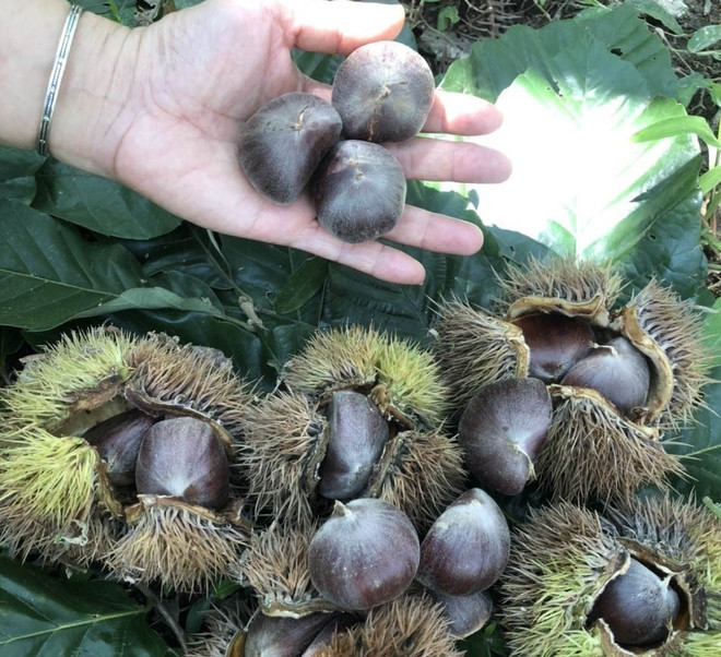 Cao Bằng: Phát triển thương hiệu đặc sản nổi tiếng hạt dẻ Trùng Khánh ảnh 1