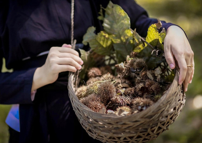 Cao Bằng: Phát triển thương hiệu đặc sản nổi tiếng hạt dẻ Trùng Khánh ảnh 3