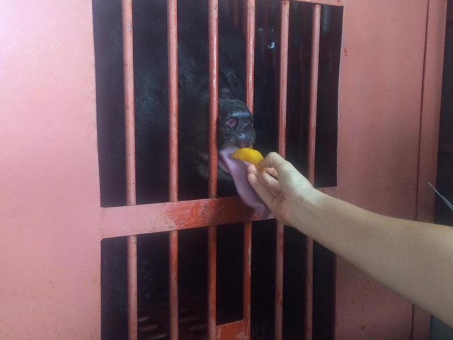 Quảng Ninh chính thức chấm dứt tình trạng nuôi nhốt gấu lấy mật ảnh 1