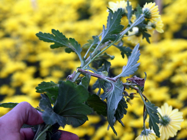 Đà Lạt mất mùa hoa cúc chơi Tết do bệnh lạ không thể cứu chữa ảnh 1