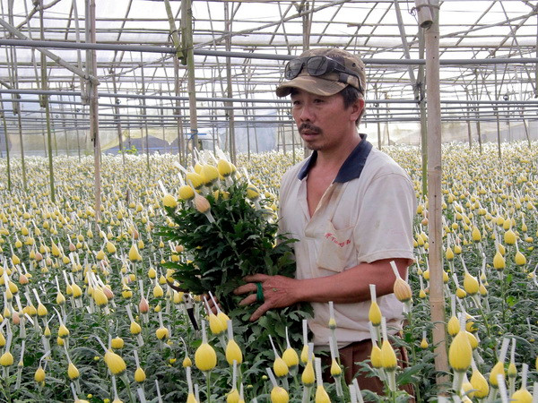 Đà Lạt mất mùa hoa cúc chơi Tết do bệnh lạ không thể cứu chữa ảnh 2