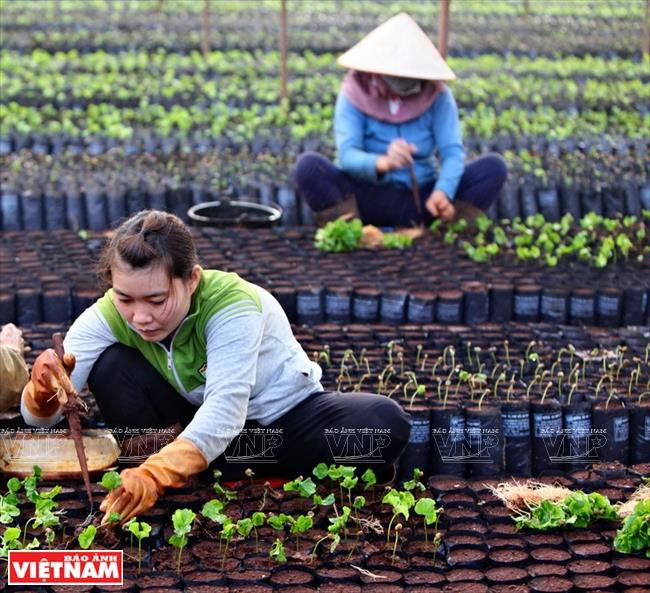 Gia Lai: Về miền hoang dã cùng văn hóa Tây Nguyên ảnh 9