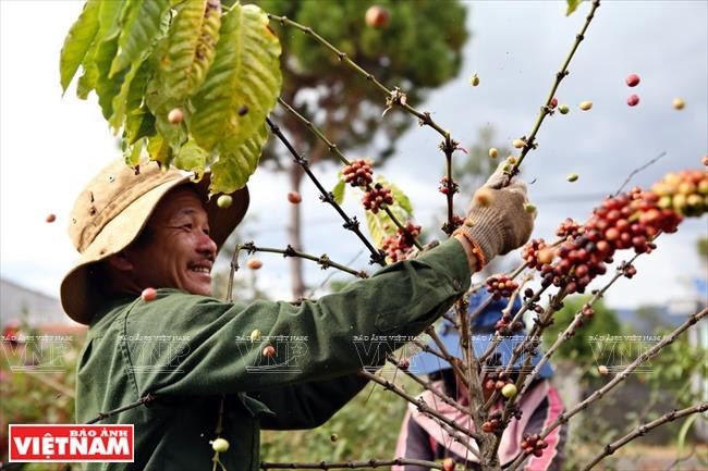 Gia Lai: Về miền hoang dã cùng văn hóa Tây Nguyên ảnh 13