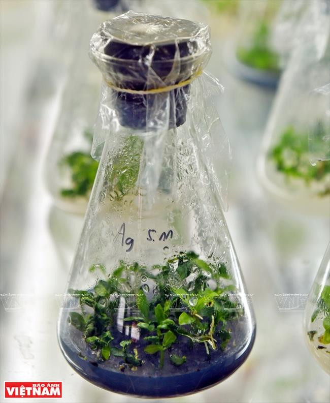 Gia Lai: Về miền hoang dã cùng văn hóa Tây Nguyên ảnh 10