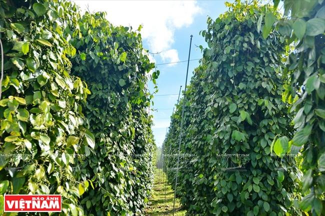 Gia Lai: Về miền hoang dã cùng văn hóa Tây Nguyên ảnh 14