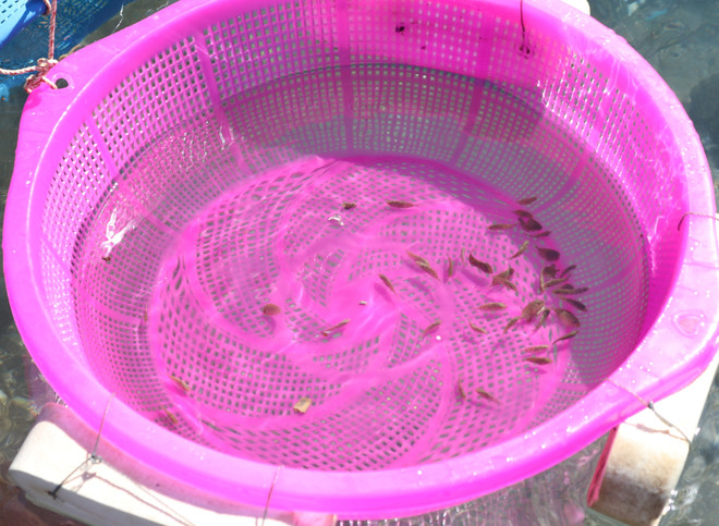 Ngư dân Ninh Thuận kiếm tiền triệu cho mỗi giờ vớt cá dìa giống ảnh 1