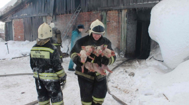 Xúc động với hình ảnh lính cứu hỏa giải cứu chú 150 lợn con ảnh 2