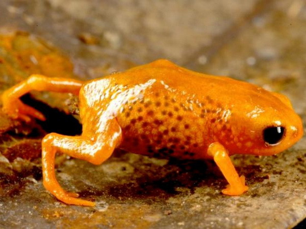 10 sinh vật mới được phát hiện đáng chú ý nhất năm 2015 ảnh 8