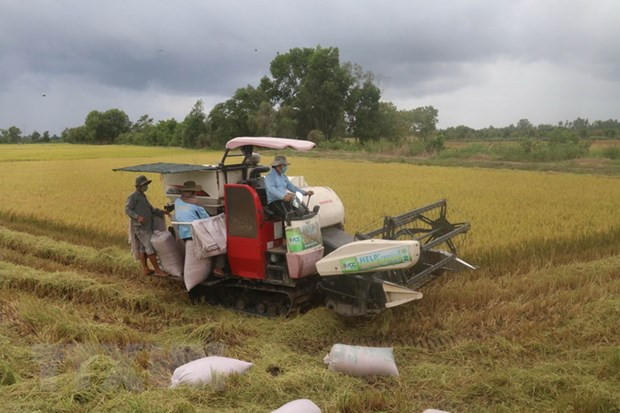 Thu hoạch lúa Hè Thu. (Ảnh: Minh Trí/TTXVN) Đồng bằng sông Cửu Long khôi phục sau giãn cách: Tín hiệu tích cực ảnh 2