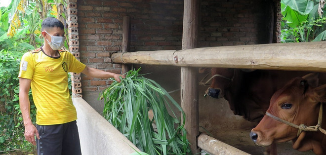 Phú Yên: Tìm kế sinh nhai cho người dân về quê tránh dịch ảnh 2