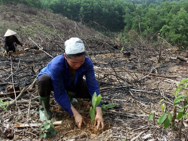 Lâm trường "ôm" đất, đồng bào dân tộc khó sản xuất ảnh 1