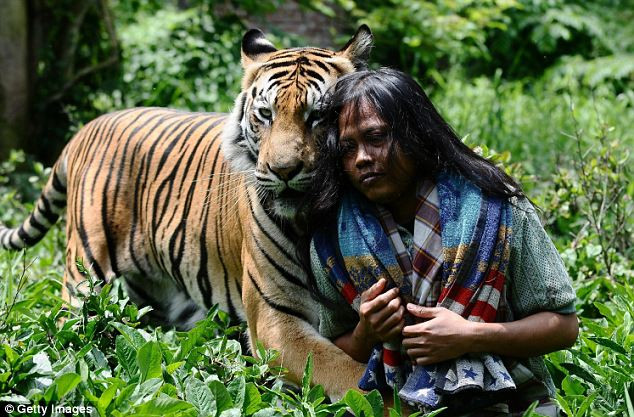 Abdullah Sholeh và chú hổ Mulan thường xuyên chơi đùa cùng nhau. (Nguồn: Getty) Nụ hôn giữa người và hổ gây xúc động mạnh ảnh 2