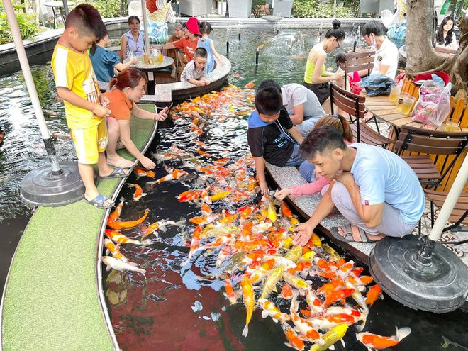 Quán Đảo Koi Coffee Garden. (Nguồn: Oddity Central) Càphê cá cảnh ở Thành phố Hồ Chí Minh gây chú ý trên báo nước ngoài ảnh 4