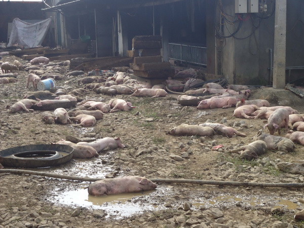 1.200 con lợn của một trang trại bị chết cháy do chập điện ảnh 1