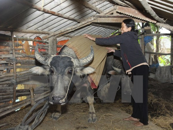 Vùng núi khu vực Bắc Bộ có nơi rét đậm, nhiệt độ dưới 14 độ C ảnh 1