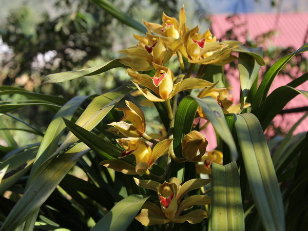 Địa lan Đà Lạt đua nhau nở sớm trước Tết: Hoa cười, người mếu ảnh 1